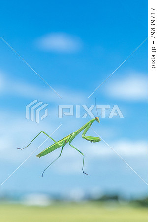 昆虫 透明なガラスの上を歩くカマキリ 昆虫 透明なガラスの上を歩くカマキリ 79839717