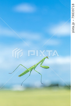 昆虫　透明なガラスの上を歩くカマキリ 79839718