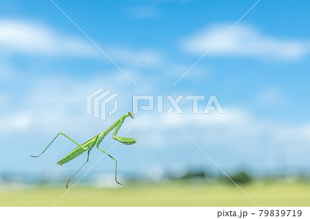 昆虫　透明なガラスの上を歩くカマキリ 79839719