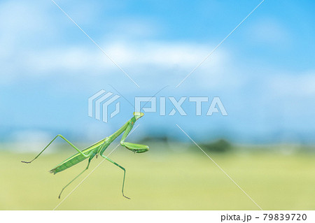 昆虫 透明なガラスの上を歩くカマキリ 昆虫 透明なガラスの上を歩くカマキリ 79839720