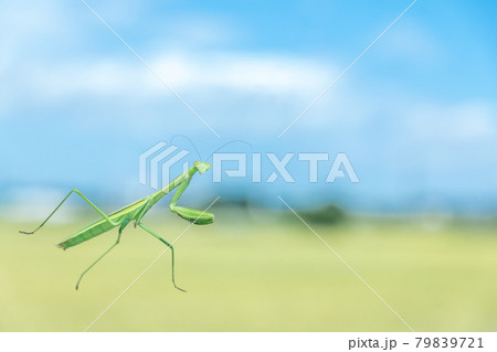 昆虫 透明なガラスの上を歩くカマキリ 昆虫 透明なガラスの上を歩くカマキリ 79839721
