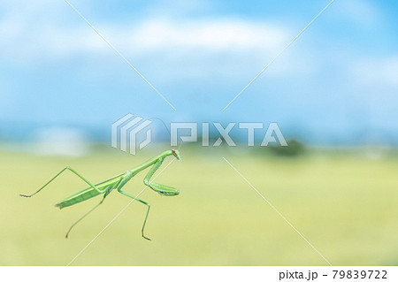 昆虫　透明なガラスの上を歩くカマキリ 79839722
