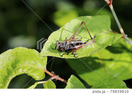 ヒメギス 79839810