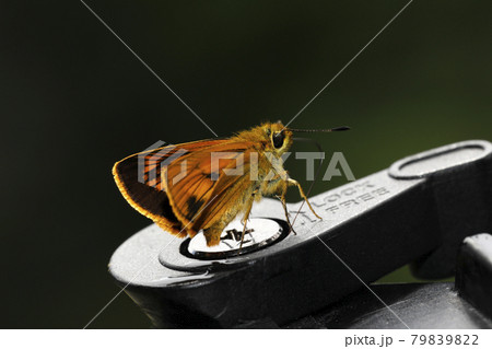 ヒメキマダラセセリ ヒメキマダラセセリ 79839822