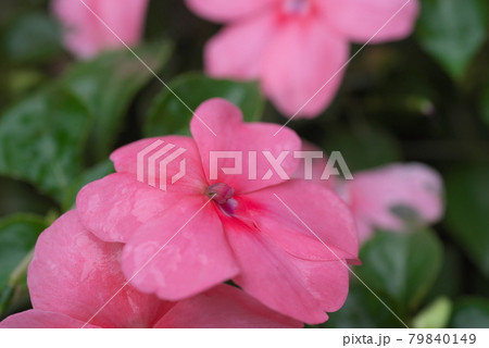 インパチェンス【緑背景】 インパチェンス【緑背景】 79840149