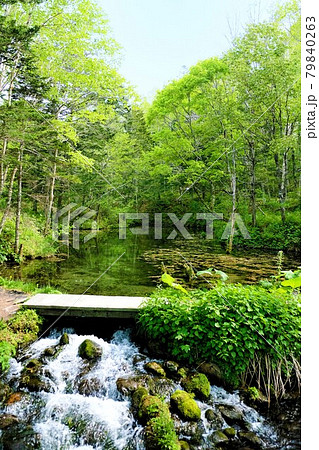 初夏の神の子池 北海道 初夏の神の子池 北海道 79840263