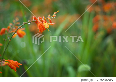 ヒメヒオウギズイセン【緑背景】 79840285