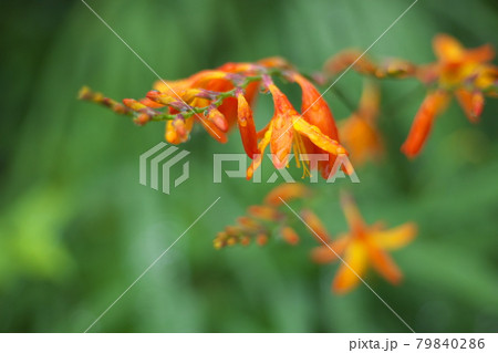 ヒメヒオウギズイセン【緑背景】 79840286