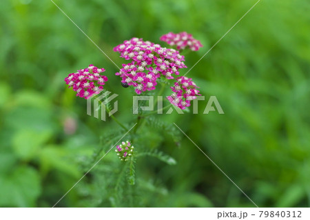 ノコギリソウ【緑背景】 79840312