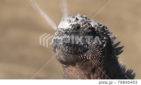 Galapagos Marine Iguana Sneezing excreting salt by nose - funny animals Galapagos Marine Iguana Sneezing excreting salt by nose - funny animals 79840403