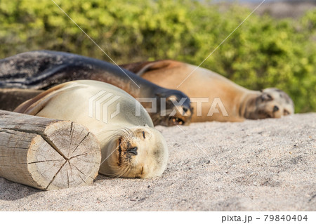 Galapagos Sea Lions lying in sand on beach on Galapagos Islands resting sleeping - Cute adorable Animals. Animal and wildlife nature on Galapagos, Ecuador, South America. Family of Sea lions Galapagos Sea Lions lying in sand on beach on Galapagos Islands resting sleeping - Cute adorable Animals. Animal and wildlife nature on Galapagos, Ecuador, South America. Family of Sea lions 79840404
