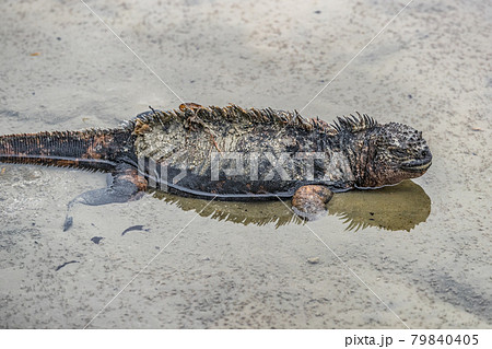 Galapagos Marine Iguana walking on Tortuga bay beach - Iguanas Santa Cruz Island 79840405