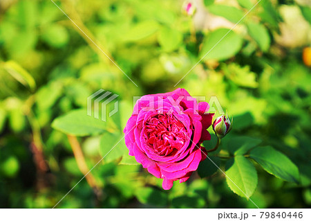 満開のバラの花とつぼみの写真素材