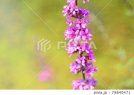 ミソハギの花 79840471