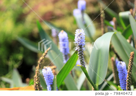 ポンテデリアの花 79840472