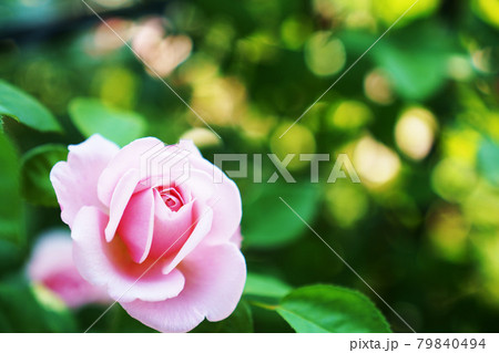 満開のバラの花 79840494