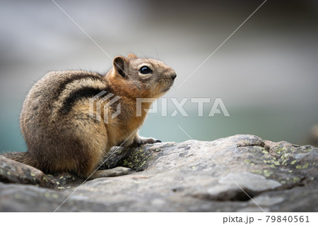 Curious chipmunk closeup portrait, shot at Lake Louise, Banff National Park, Canada Curious chipmunk closeup portrait, shot at Lake Louise, Banff National Park, Canada 79840561