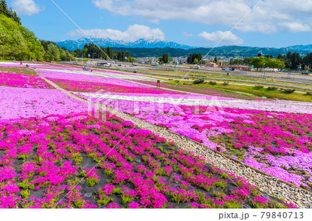 芝桜と越後三山 79840713