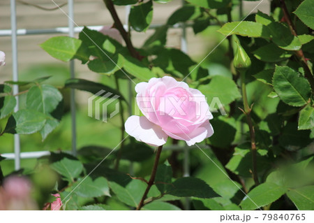 薔薇　白　ばら 79840765