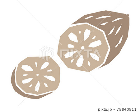 蓮根　レトロなイラスト 79840911