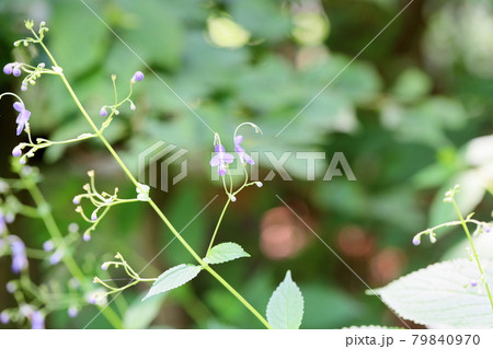 カリガネソウの花 カリガネソウの花 79840970