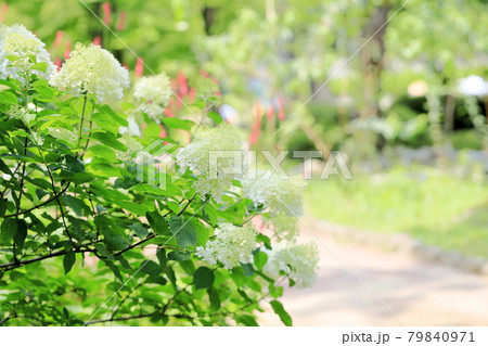 ノリウツギの花 79840971