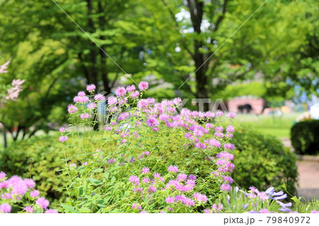 ワイルドベルガモットの花 ワイルドベルガモットの花 79840972