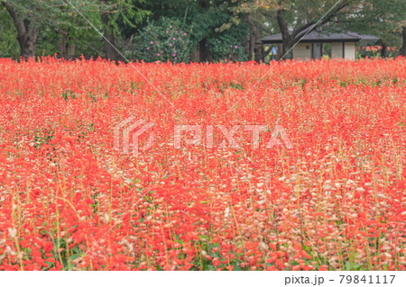 大宮花の丘農林公苑のサルビア (埼玉県さいたま市) 大宮花の丘農林公苑のサルビア (埼玉県さいたま市) 79841117
