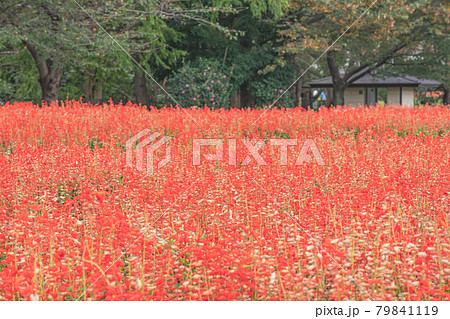 大宮花の丘農林公苑のサルビア (埼玉県さいたま市) 大宮花の丘農林公苑のサルビア (埼玉県さいたま市) 79841119