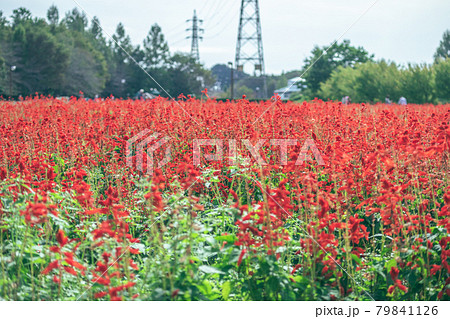 大宮花の丘農林公苑のサルビア (埼玉県さいたま市) 大宮花の丘農林公苑のサルビア (埼玉県さいたま市) 79841126