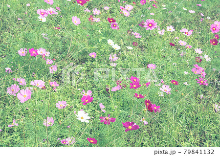 大宮花の丘農林公苑のコスモス (埼玉県さいたま市) 大宮花の丘農林公苑のコスモス (埼玉県さいたま市) 79841132