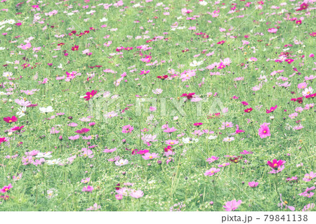 大宮花の丘農林公苑のコスモス (埼玉県さいたま市) 大宮花の丘農林公苑のコスモス (埼玉県さいたま市) 79841138