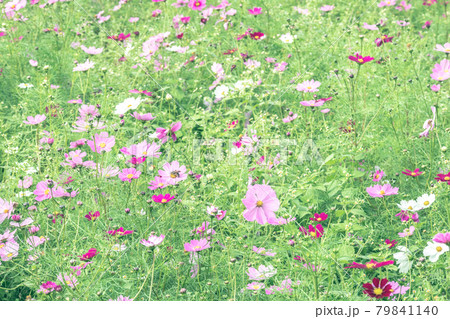大宮花の丘農林公苑のコスモス (埼玉県さいたま市) 大宮花の丘農林公苑のコスモス (埼玉県さいたま市) 79841140