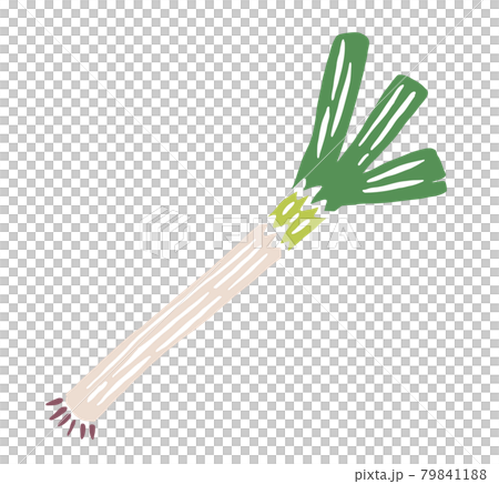 ネギ　レトロなイラスト 79841188