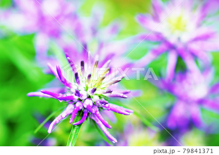 植物　紫の花　”タマシャジン” 79841371