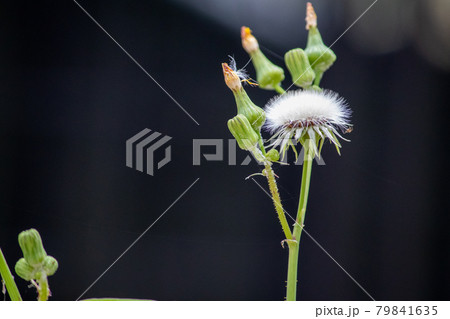 Sow Thistle common weeds in Nebraska with yellow flowers Sow Thistle common weeds in Nebraska with yellow flowers 79841635