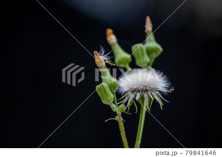 Sow Thistle common weeds in Nebraska with yellow flowers Sow Thistle common weeds in Nebraska with yellow flowers 79841646