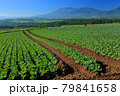 嬬恋村のキャベツ畑 79841658