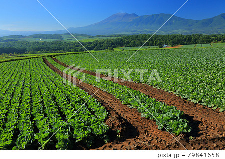 嬬恋村のキャベツ畑 79841658