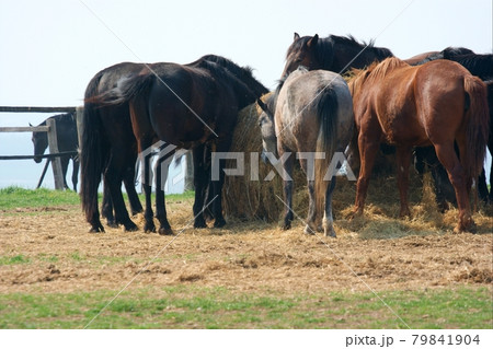 Horse Horse 79841904