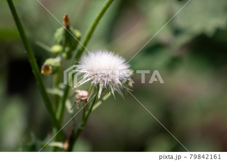 Sow Thistle common weeds in Nebraska with yellow flowers Sow Thistle common weeds in Nebraska with yellow flowers 79842161