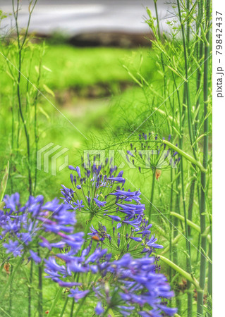花がある風景 79842437