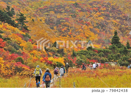 紅葉する栗駒山と木道を行く人々 79842438