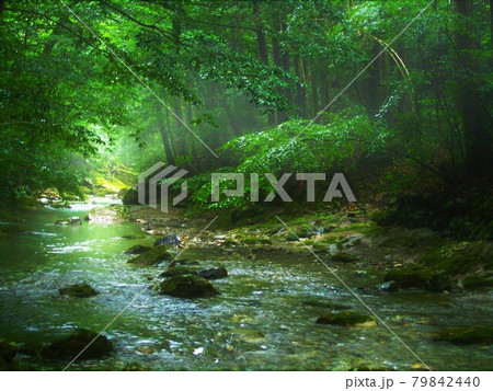 緑の中を流れる川と一筋の光 79842440