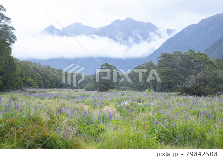 ニュージーランド　カスケードクリーク　ヒストリックキャンプサイト　ルピナスの花畑 79842508