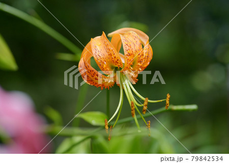 カノコユリ　黄鹿の子ユリ 79842534
