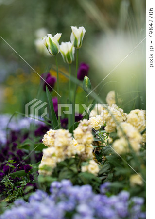 コロナ禍、春の日のチューリップたち 79842706