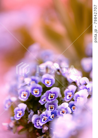 コロナ禍、春の日のチューリップたち 79842707