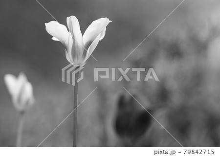 コロナ禍、春の日のチューリップたち コロナ禍、春の日のチューリップたち 79842715