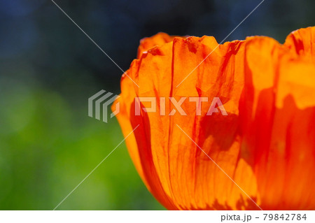 美しいオレンジの花 79842784